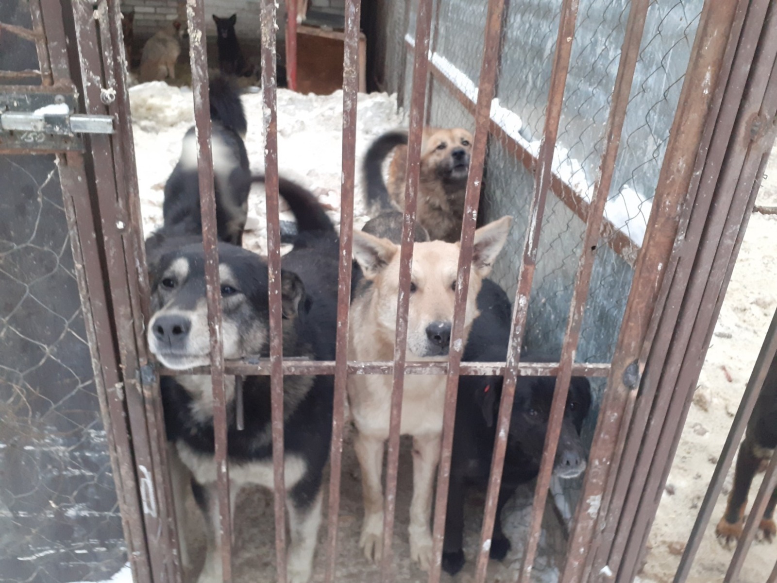 Владимира Шакиева.