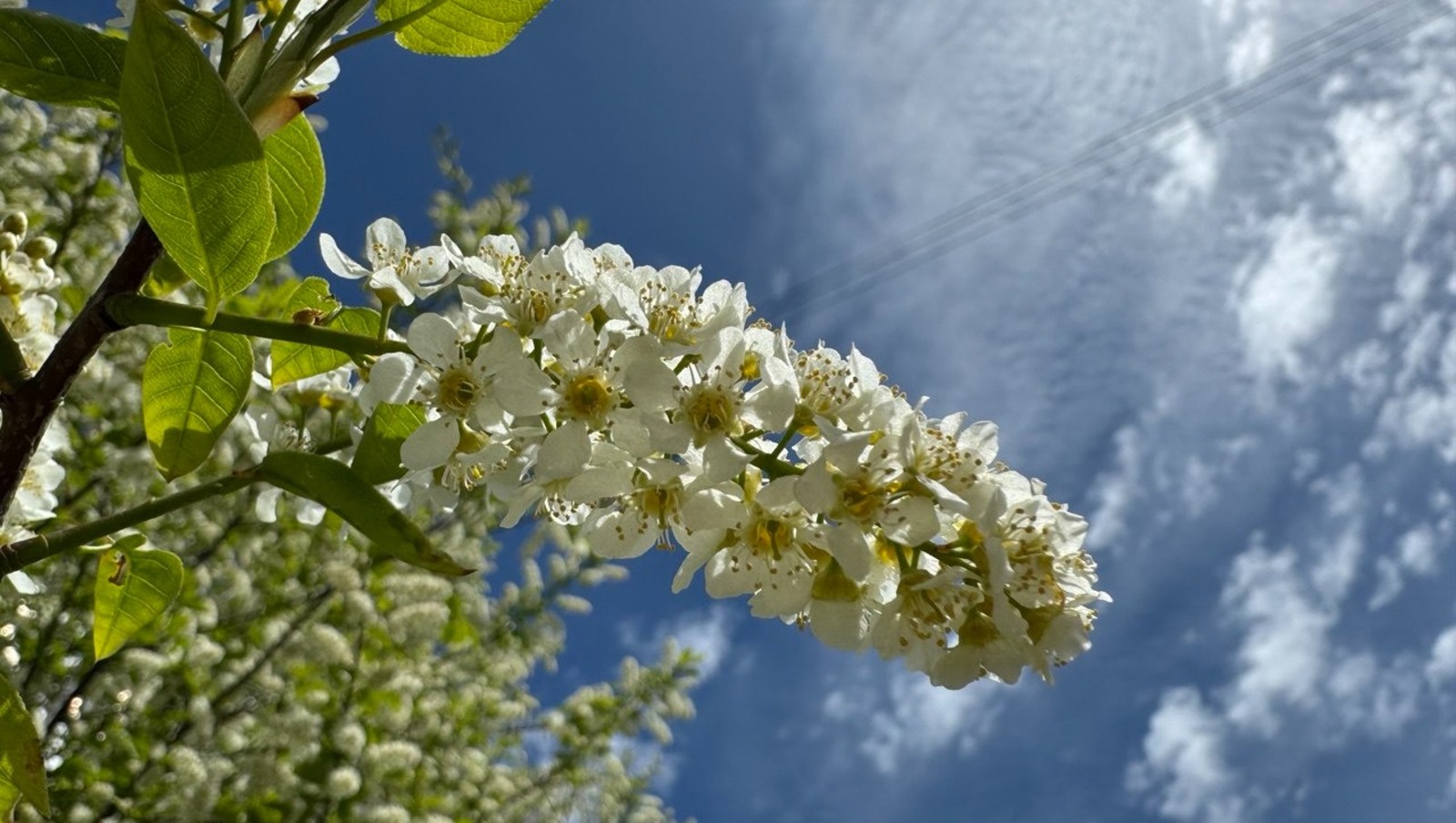 Елены Колоколовой.