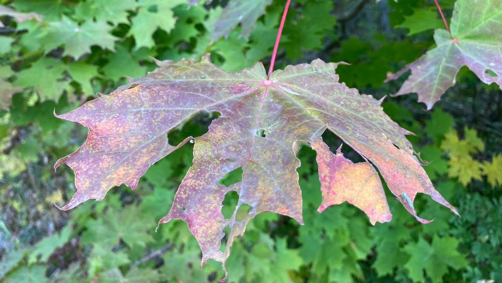 Елены Колоколовой.