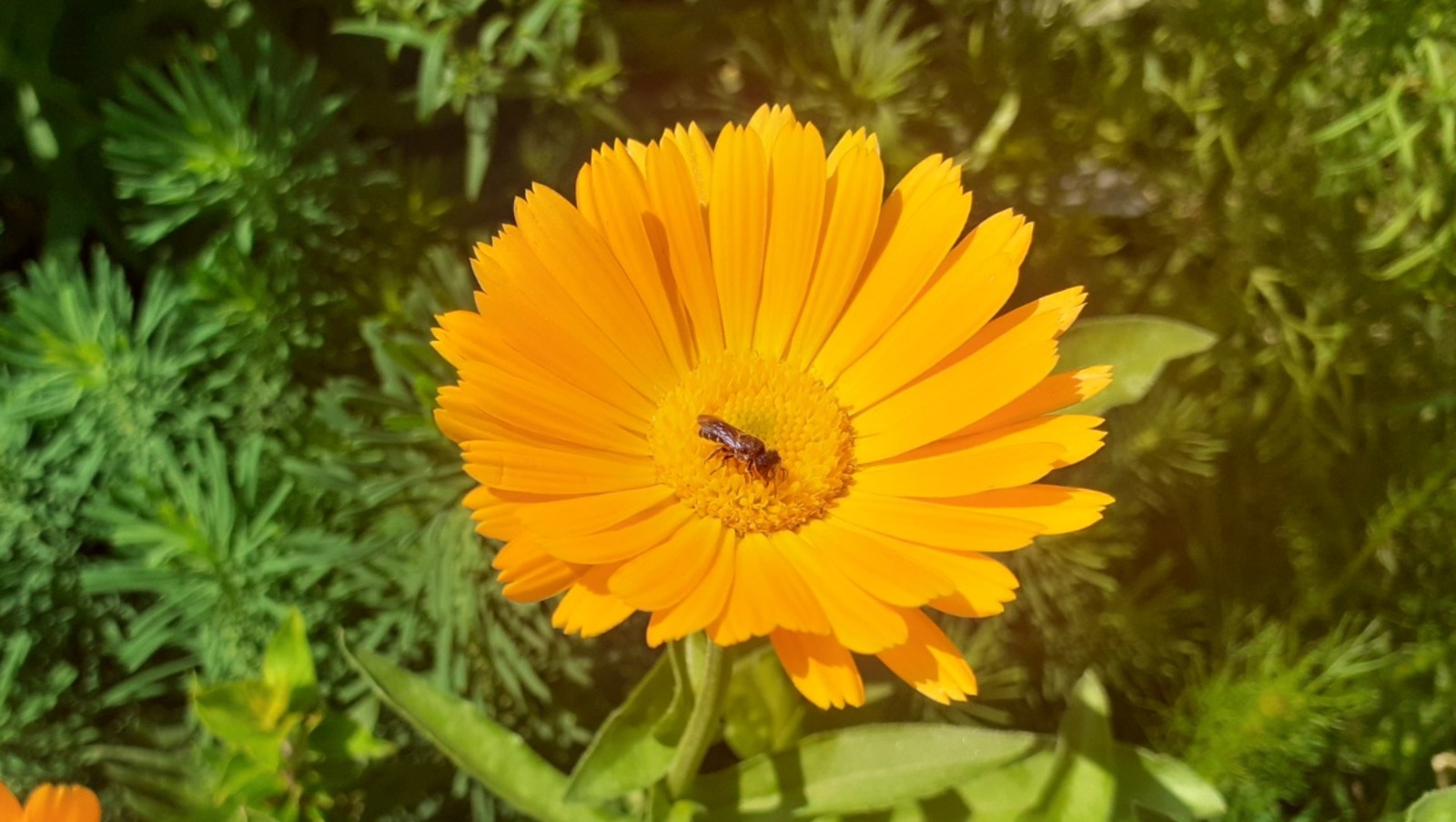 Владимира Шакиева.