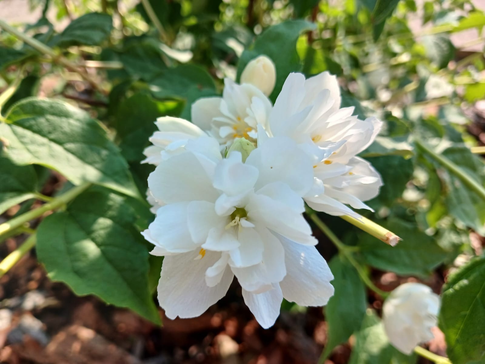 Васили Саитовой.