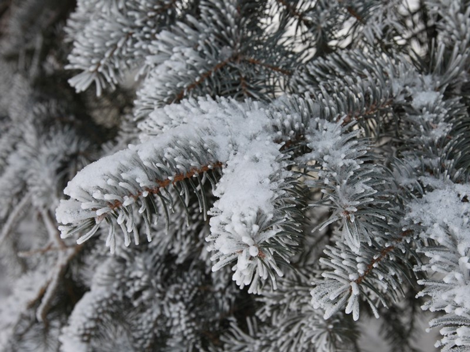 Фото Олега Яровикова.