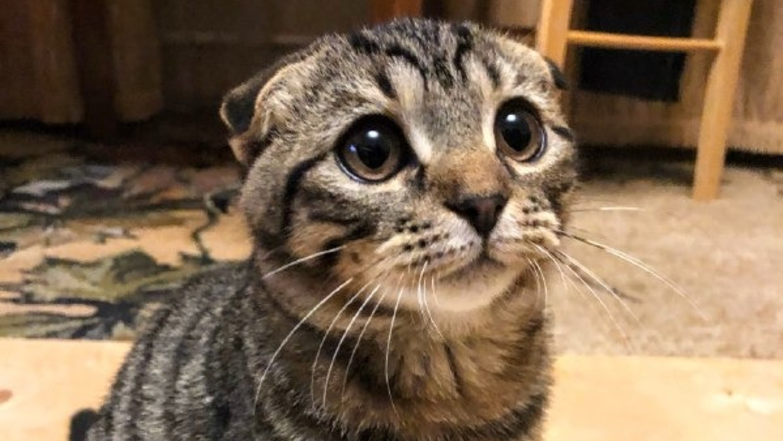 Елены Колоколовой. «Общественная электронная газета».