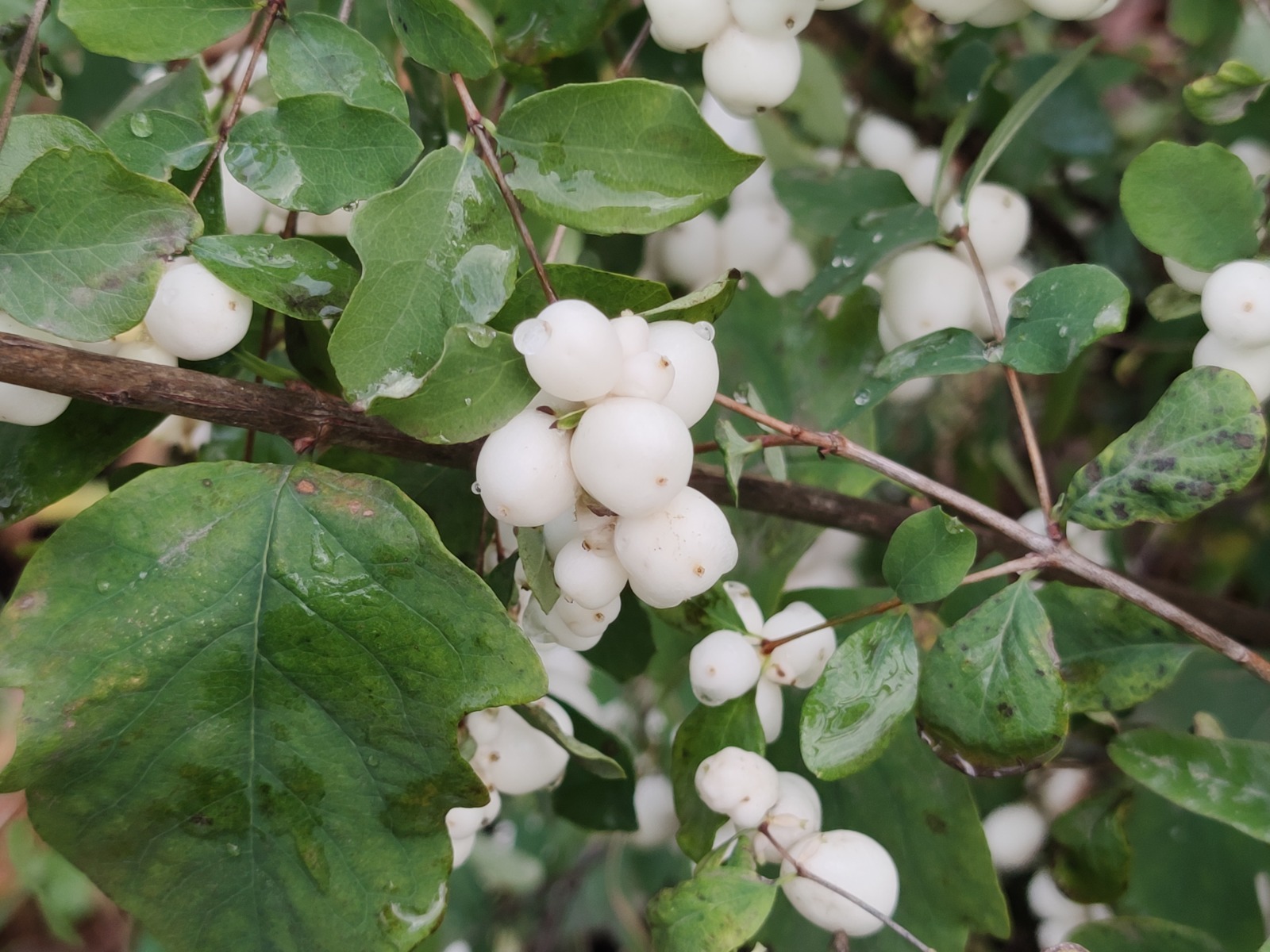 Дарьи Святохиной. «Общественная электронная газета».