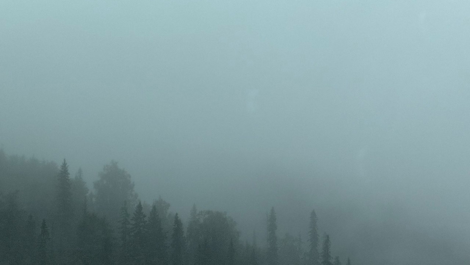 Елены Колоколовой.