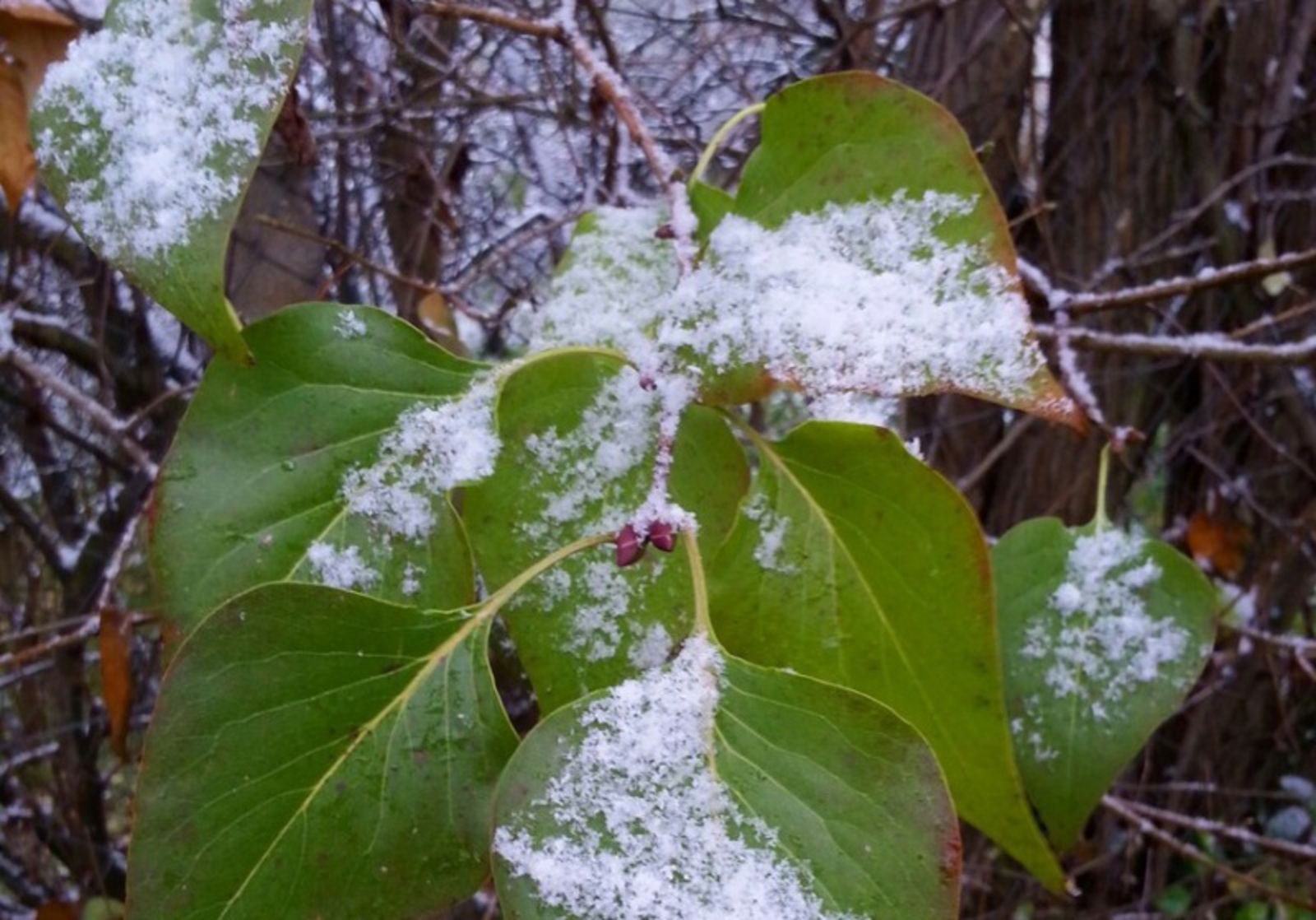 Фото автора.