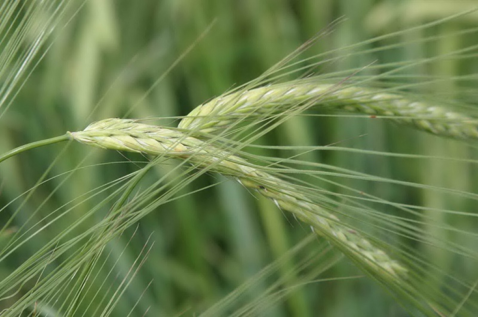 Фото Олега Яровикова.