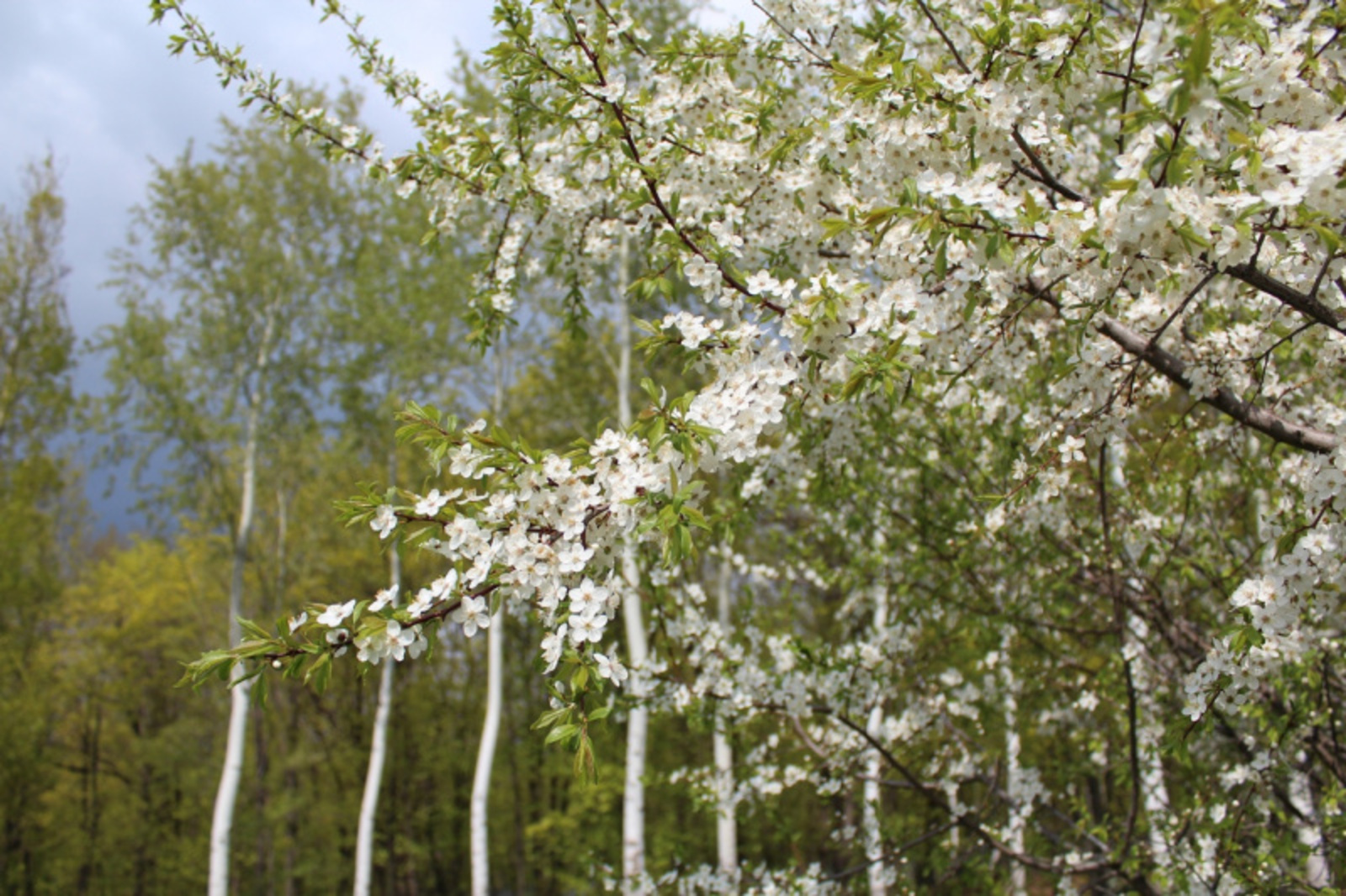 Фото автора.