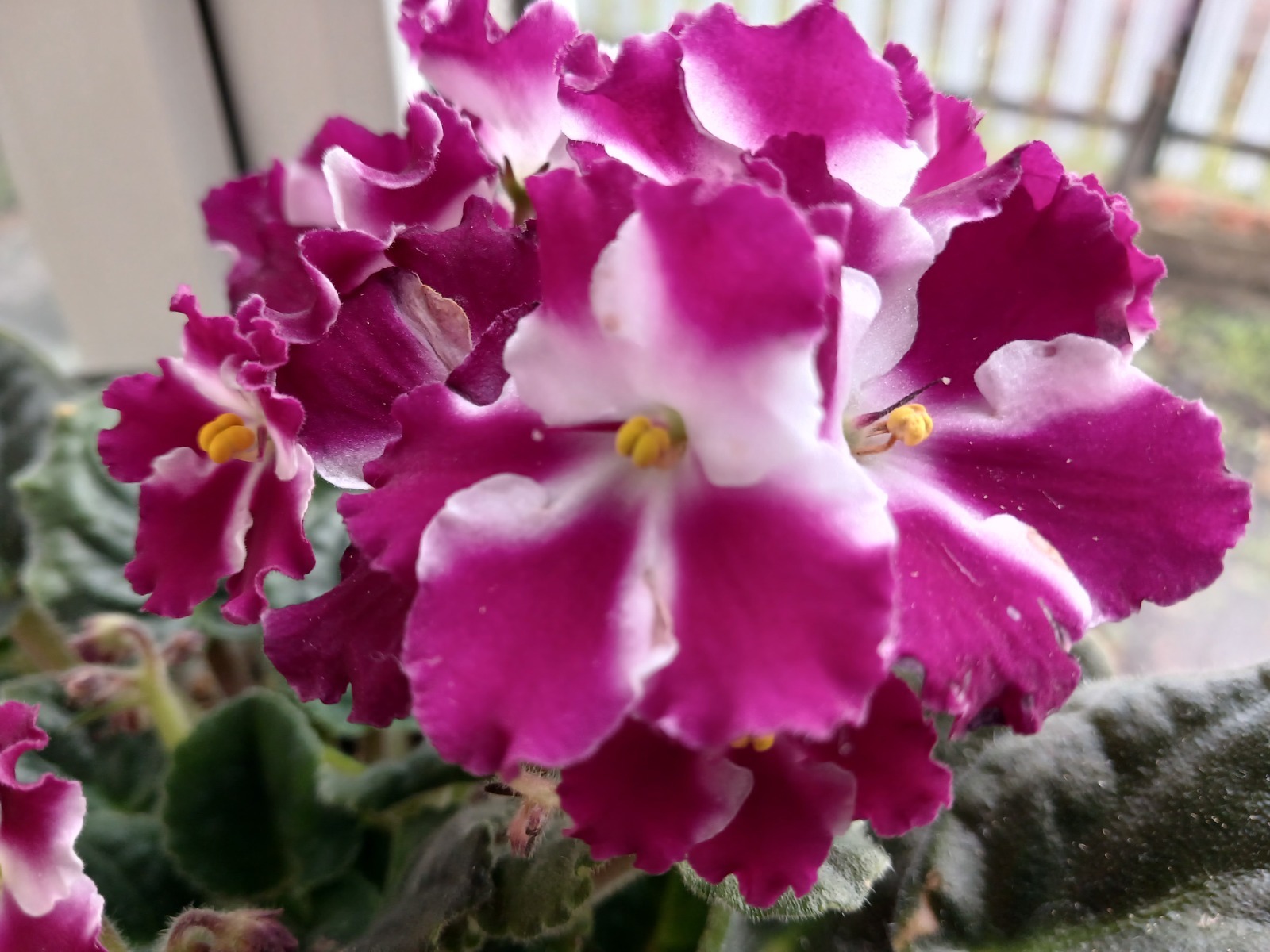 Васили Саитовой.