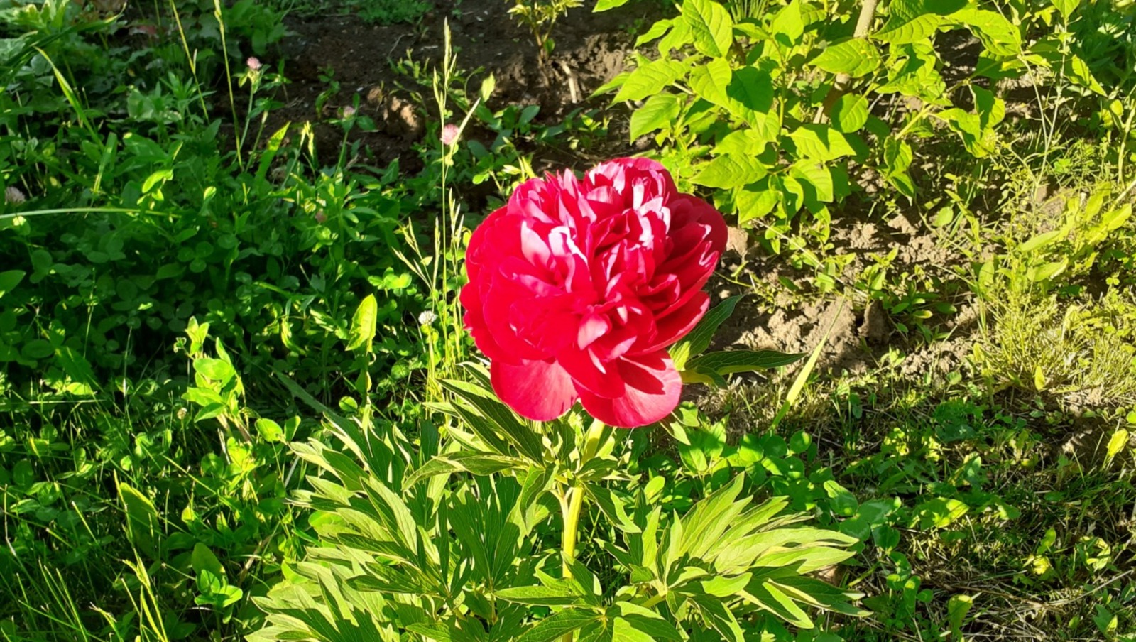 Владимира Шакиева.