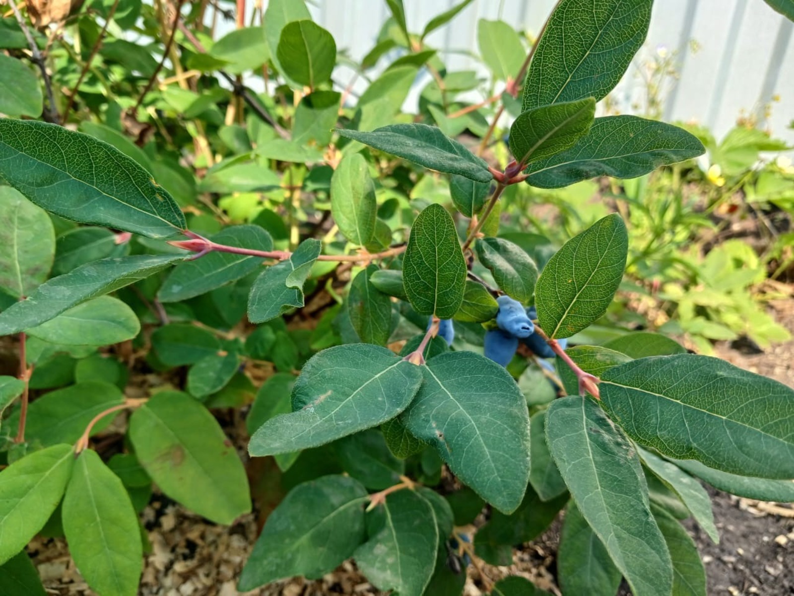 Васили Саитовой.