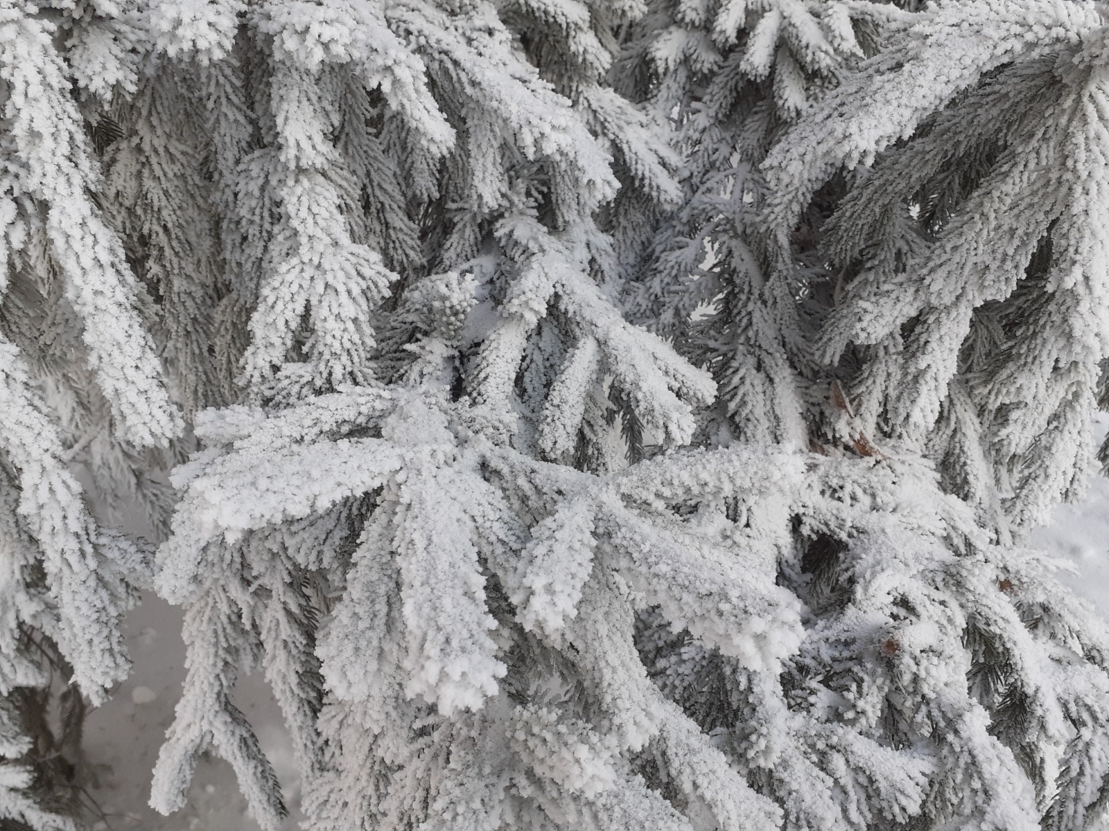 Владимира Шакиева.