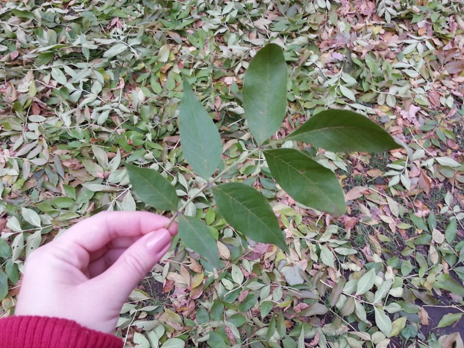 Фото автора.