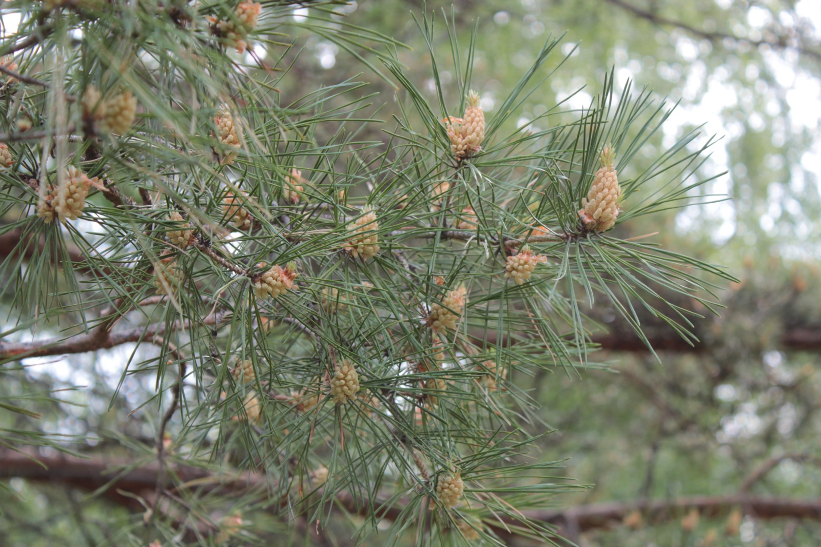 Дарьи Святохиной. «Общественная электронная газета».