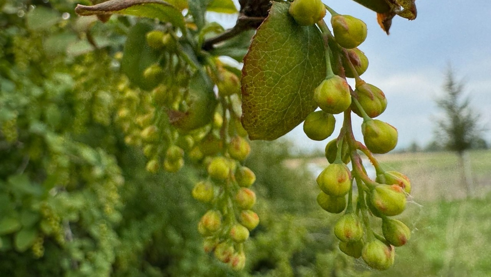 Елены Колоколовой.