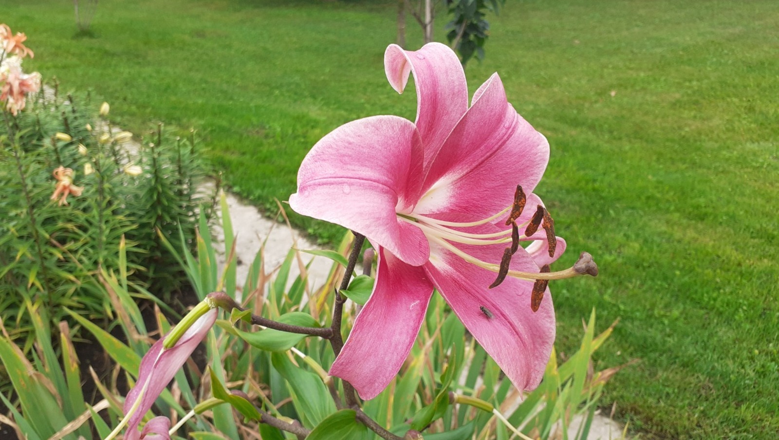 Владимира Шакиева.