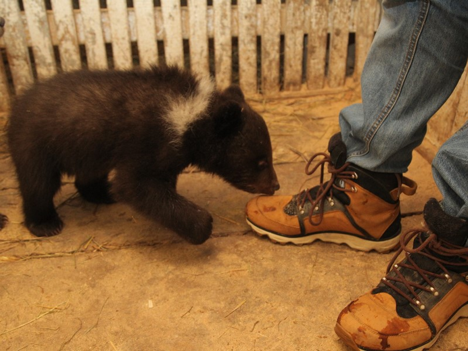 Фото Олега Яровикова.