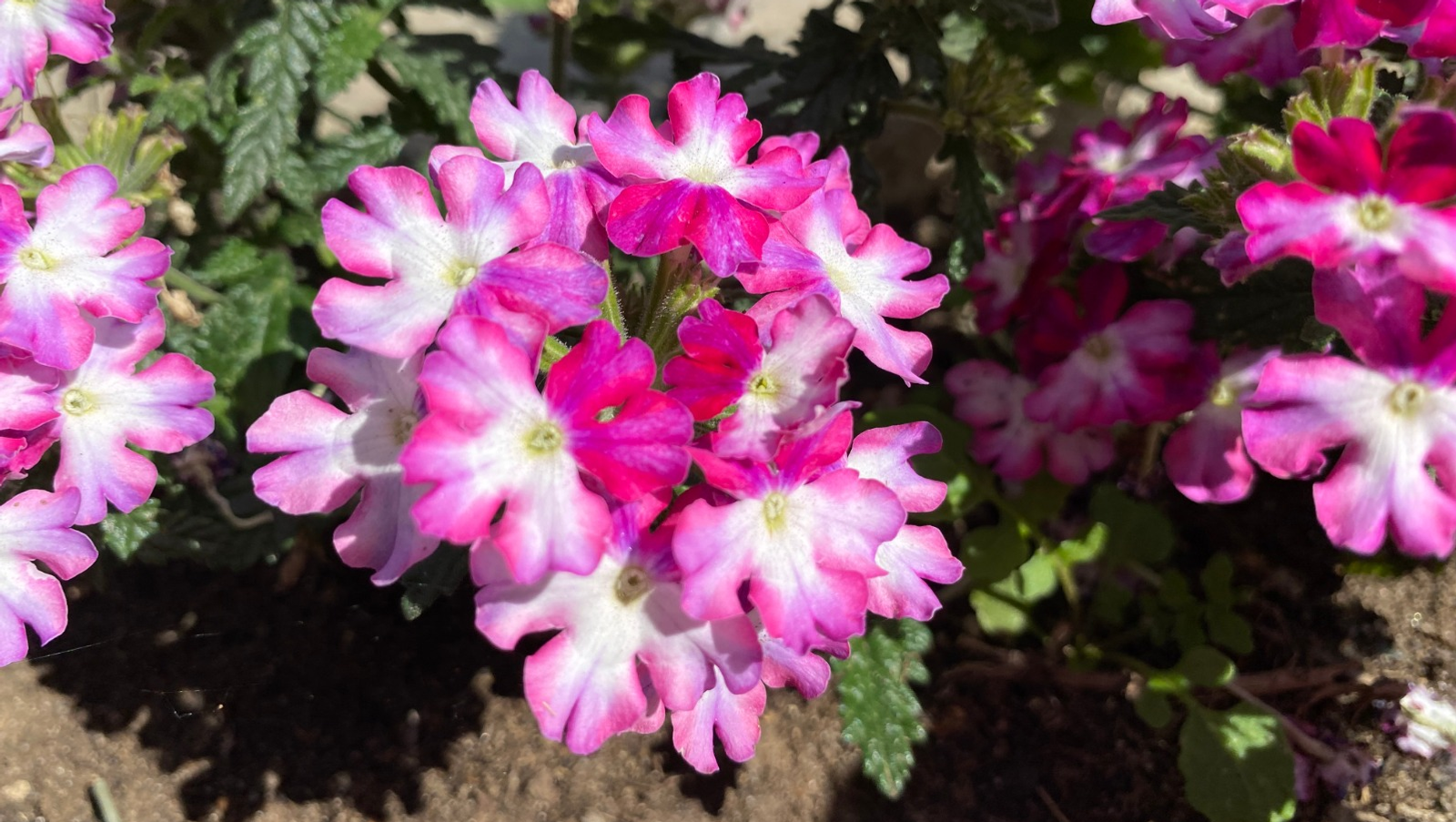 Елены Колоколовой.