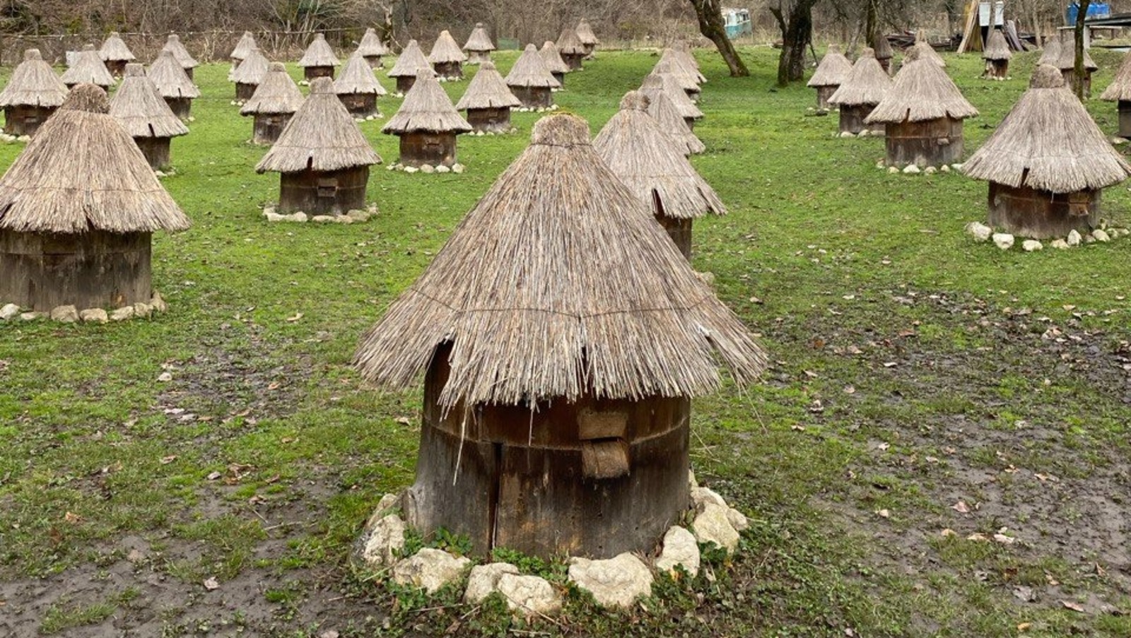 Елены Колоколовой.