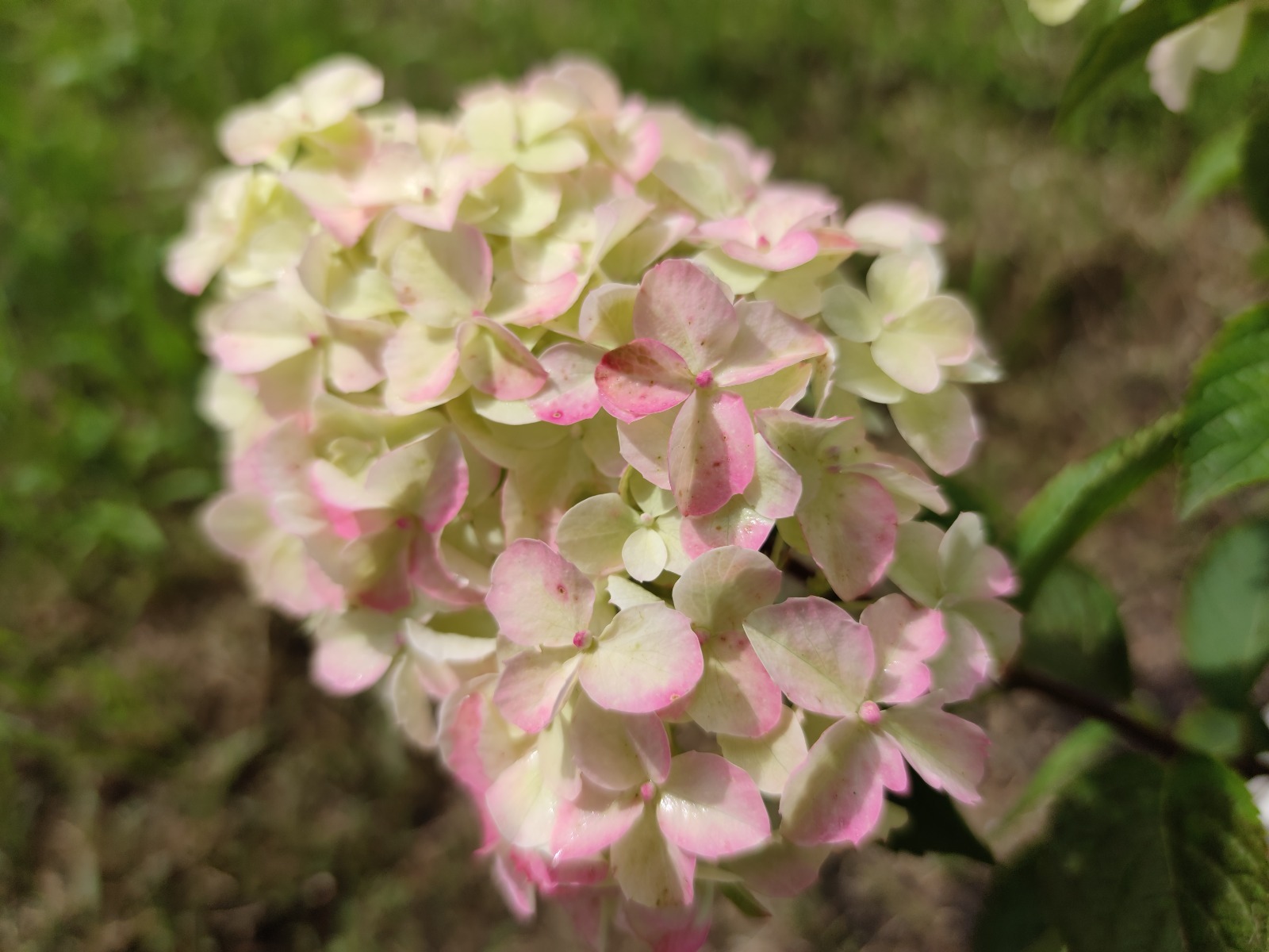 Дарьи Святохиной.