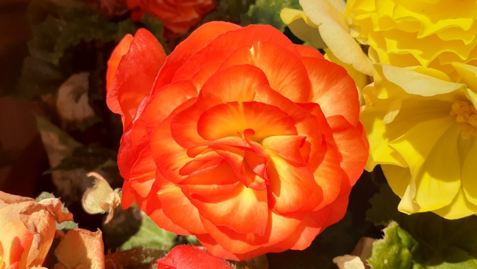 Владимира Шакиева.