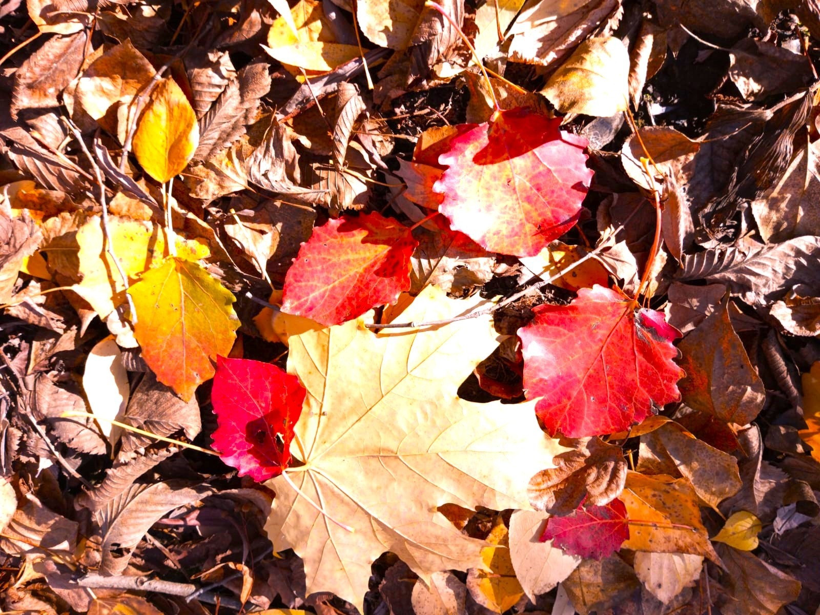 Евгении Сюткиной.