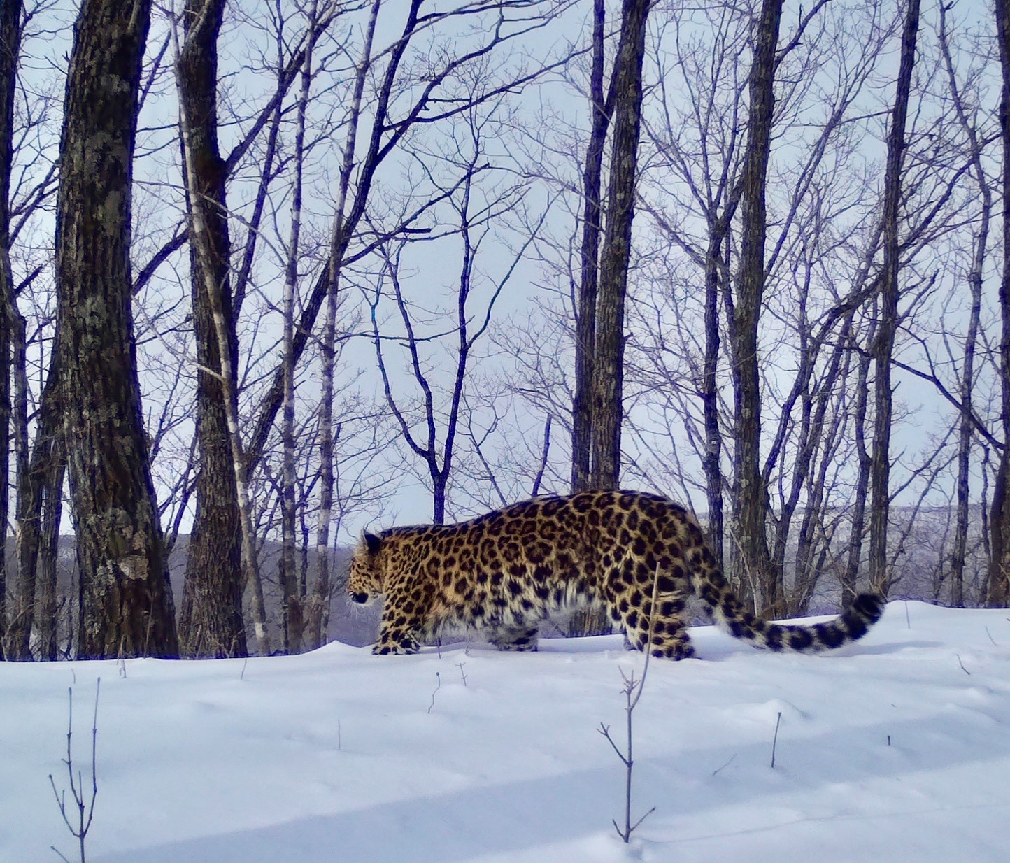 "Земли леопарда" фото предоставлены пресс-службой "Земли леопарда"