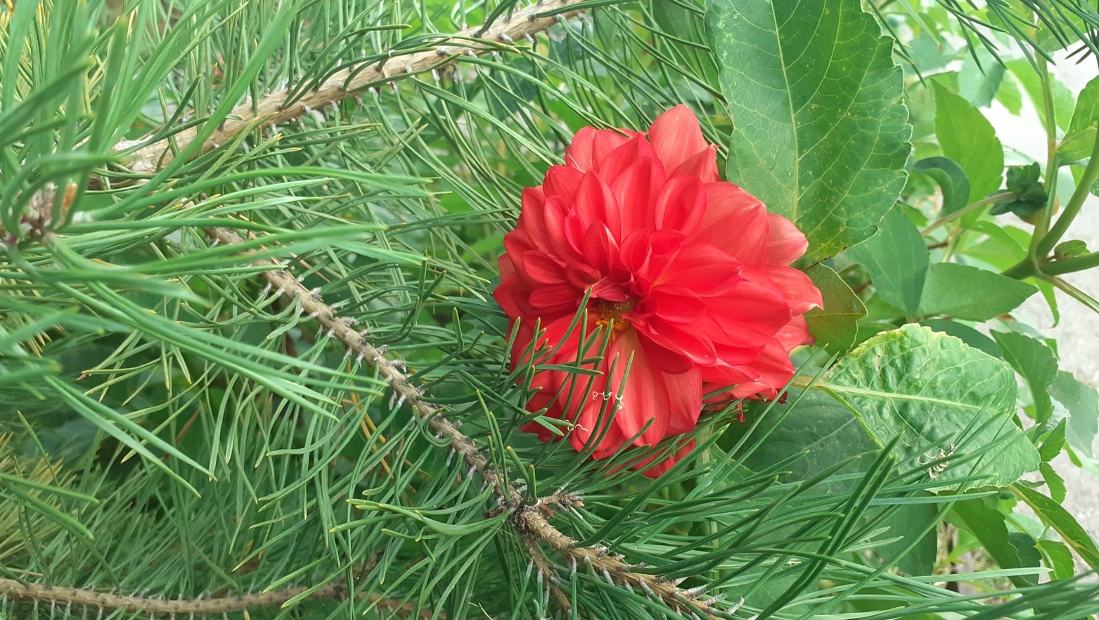 Владимира Шакиева.