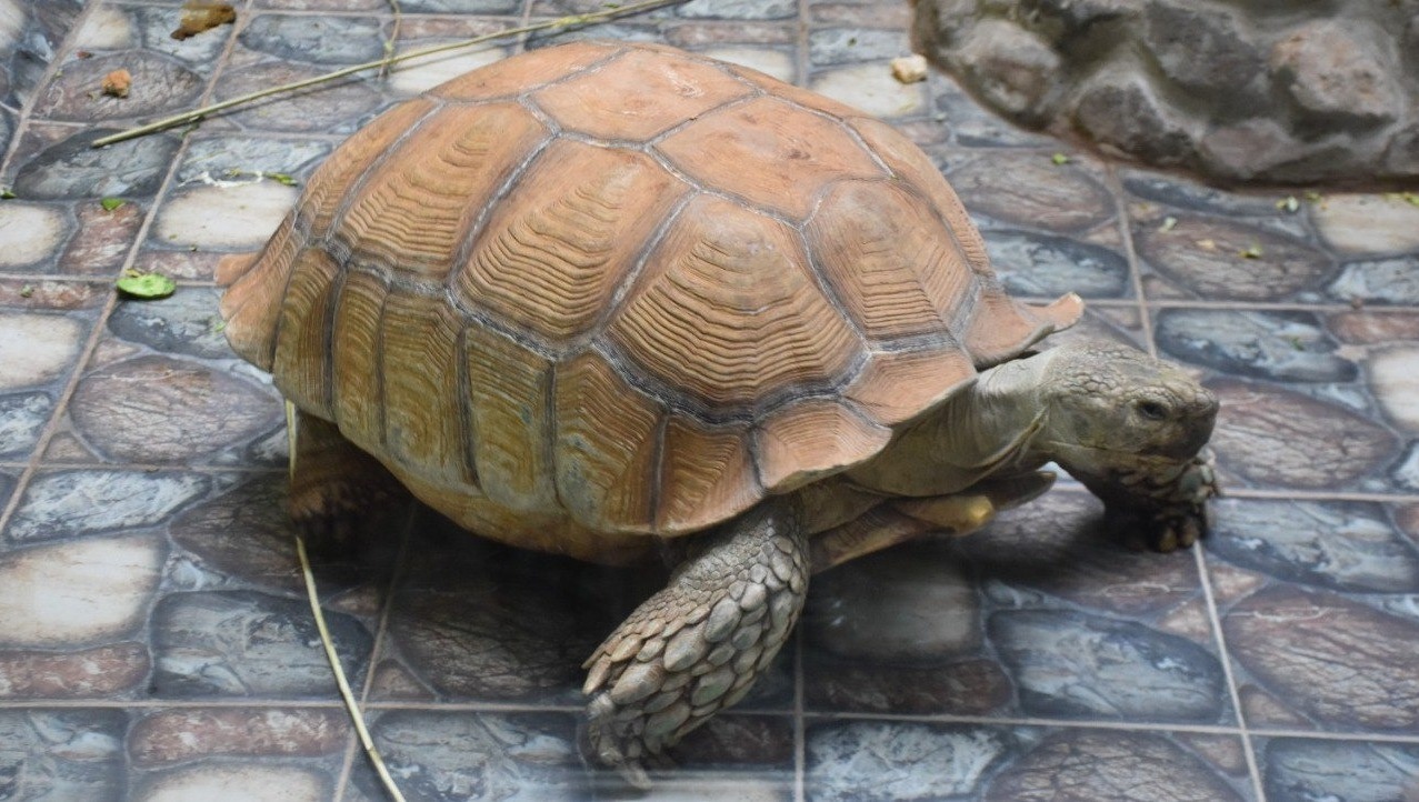 Елены Колоколовой. "Общественная электронная газета".