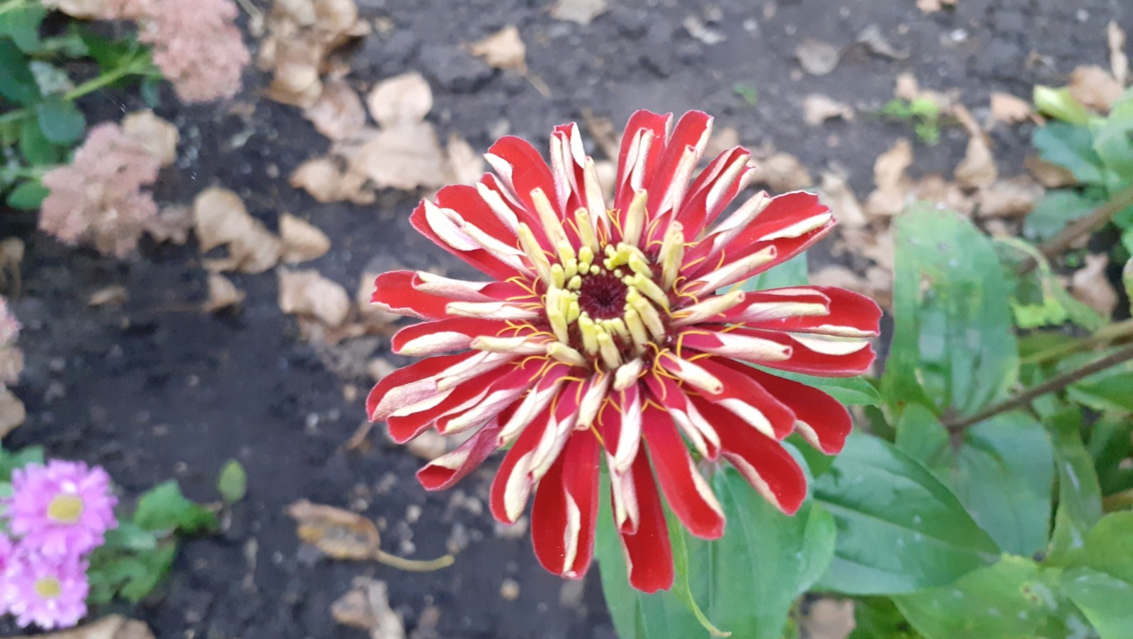 Владимира Шакиева.