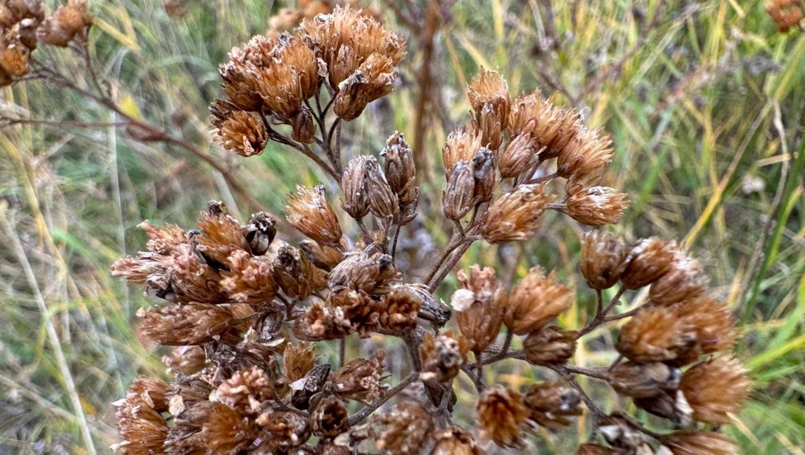 Елены Колоколовой.