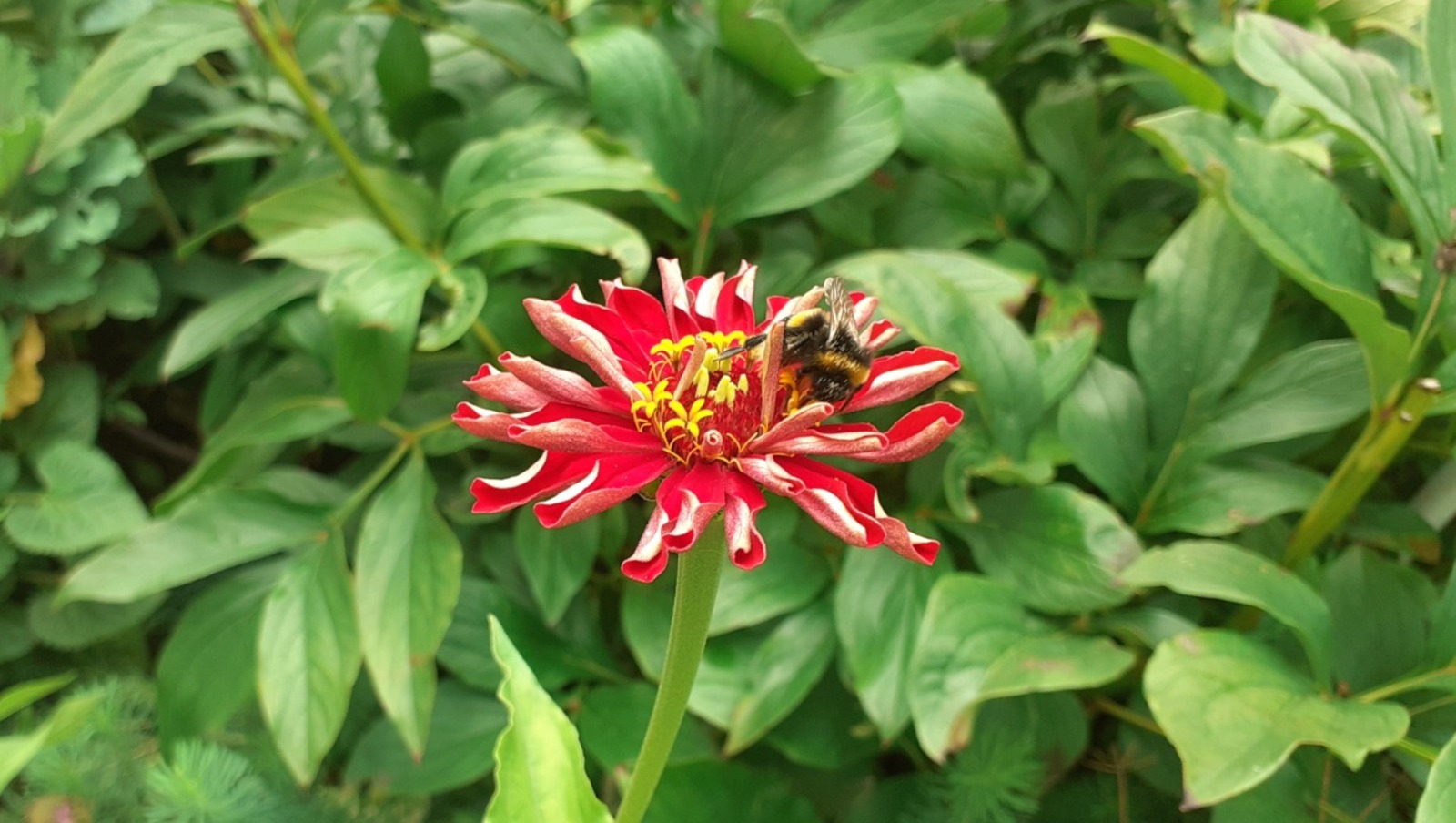 Владимира Шакиева.