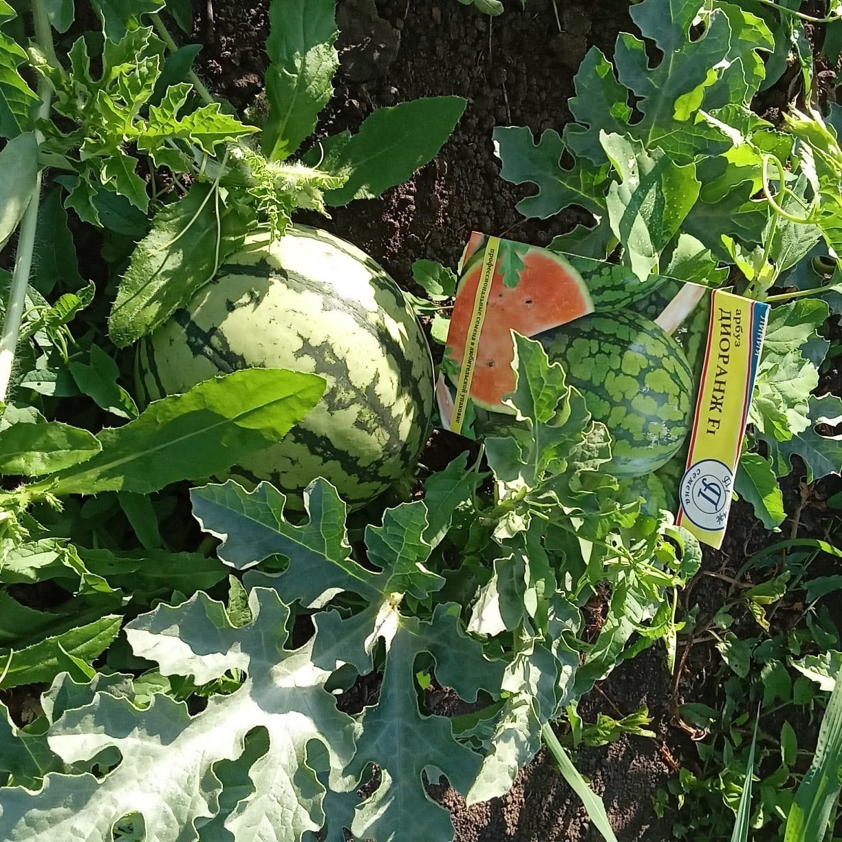 предоставлено Онаром Валикаевым. сорт «Диоранж».