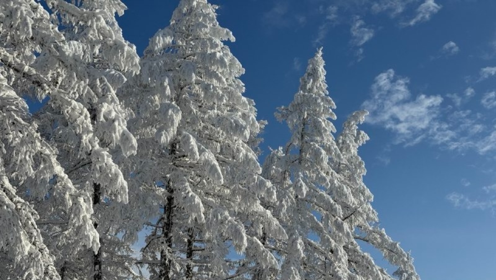 Елены Колоколовой. «Общественная электронная газета».