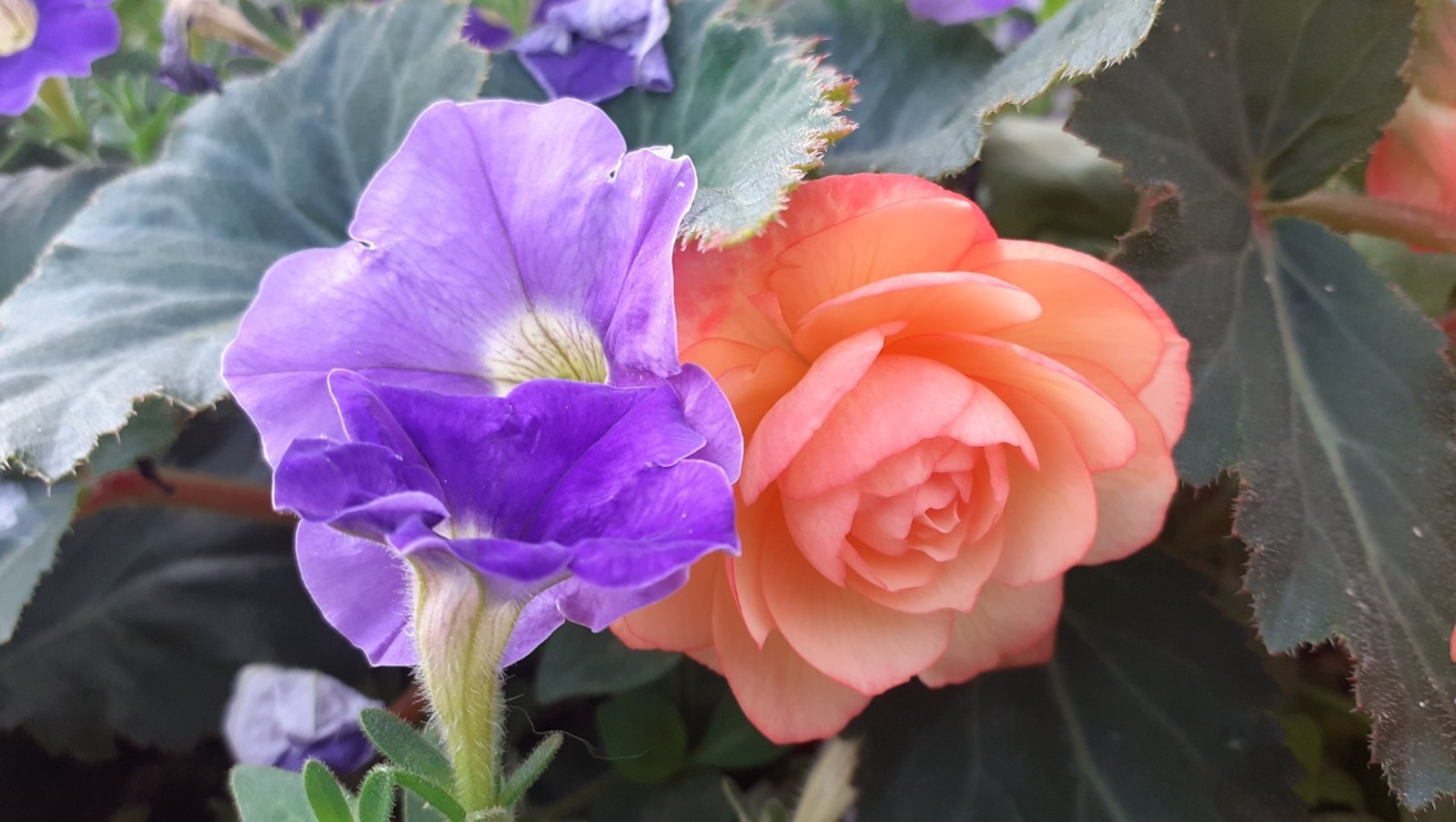 Владимира Шакиева.