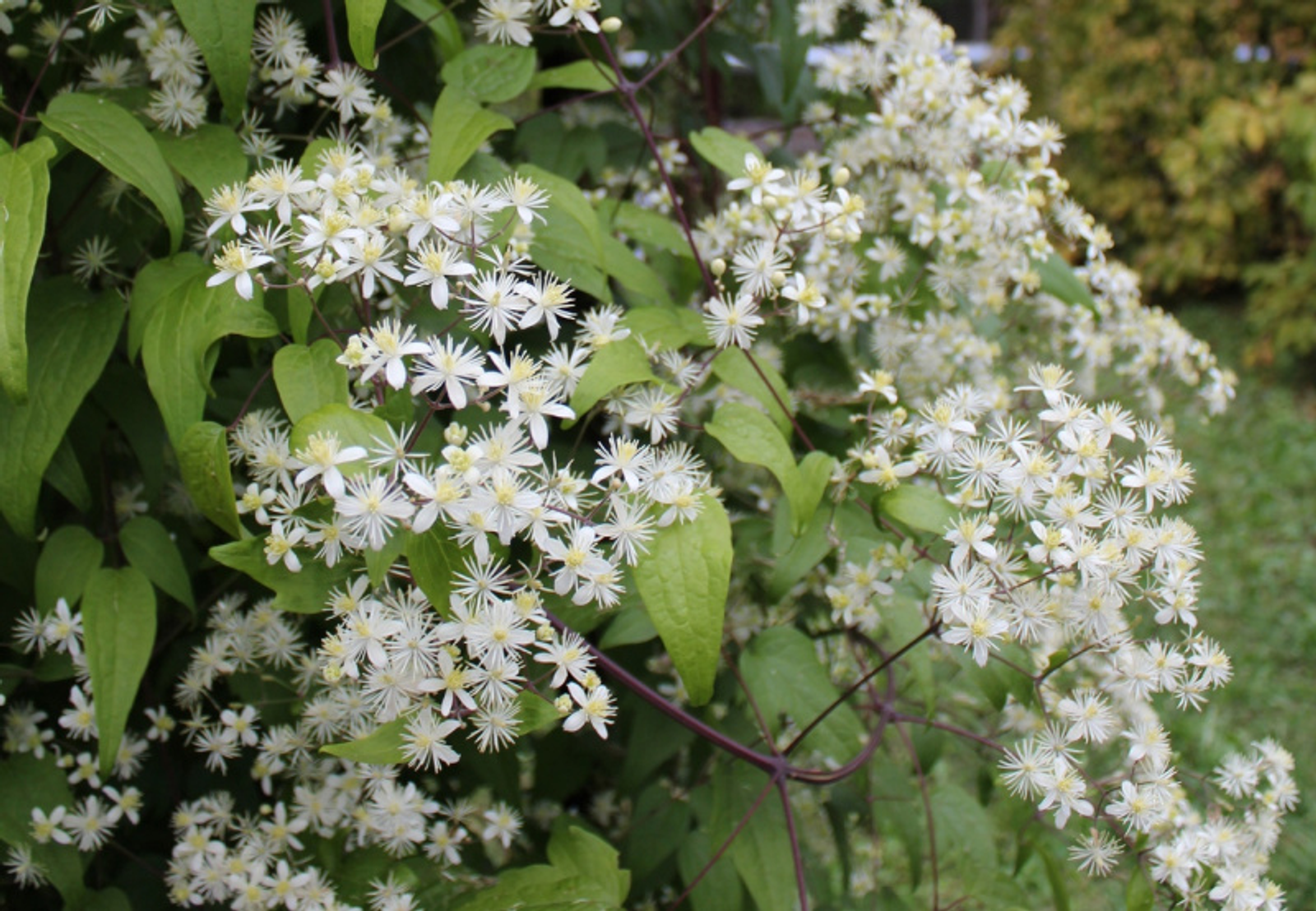 Фото автора.