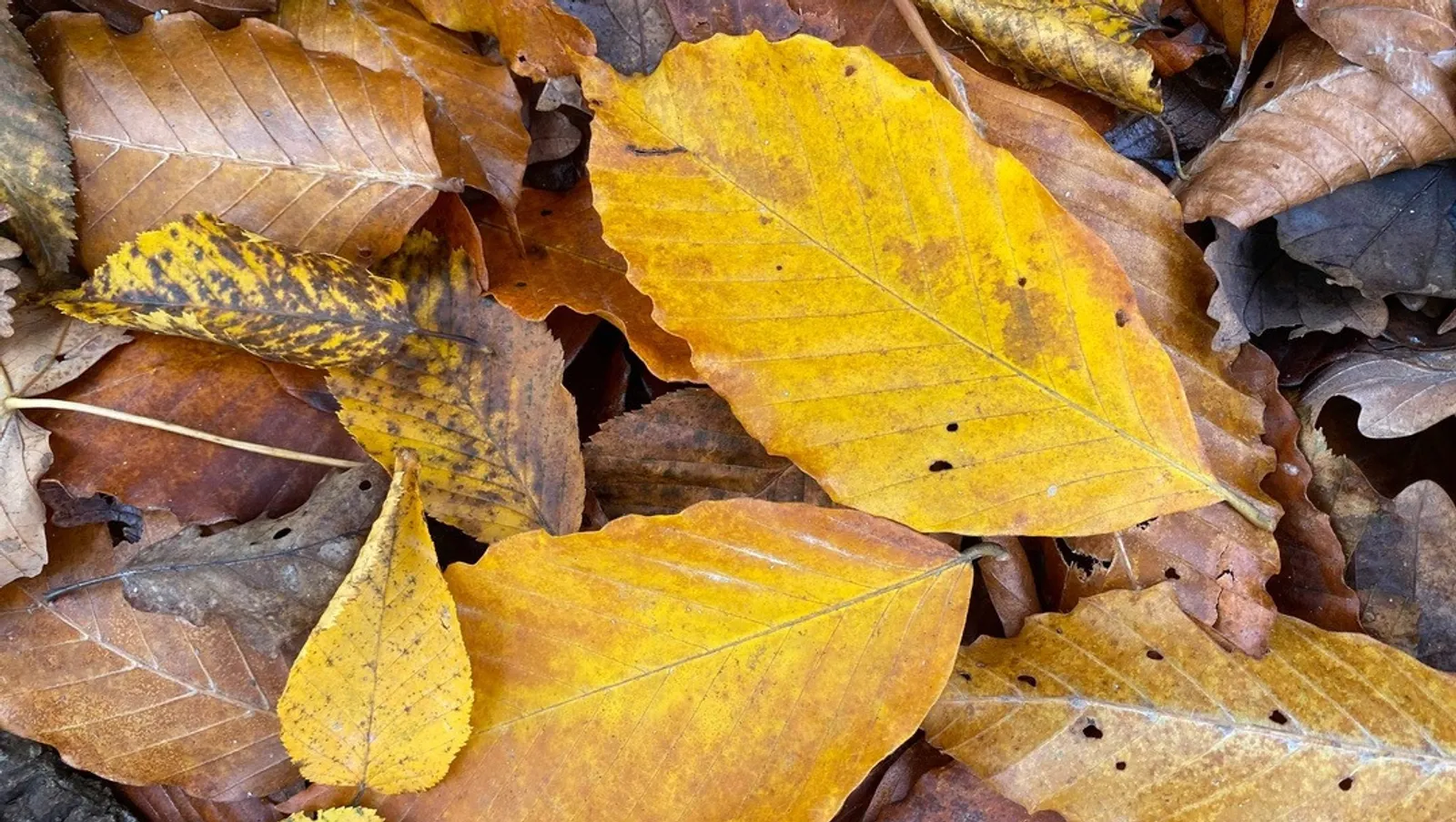 Елены Колоколовой.