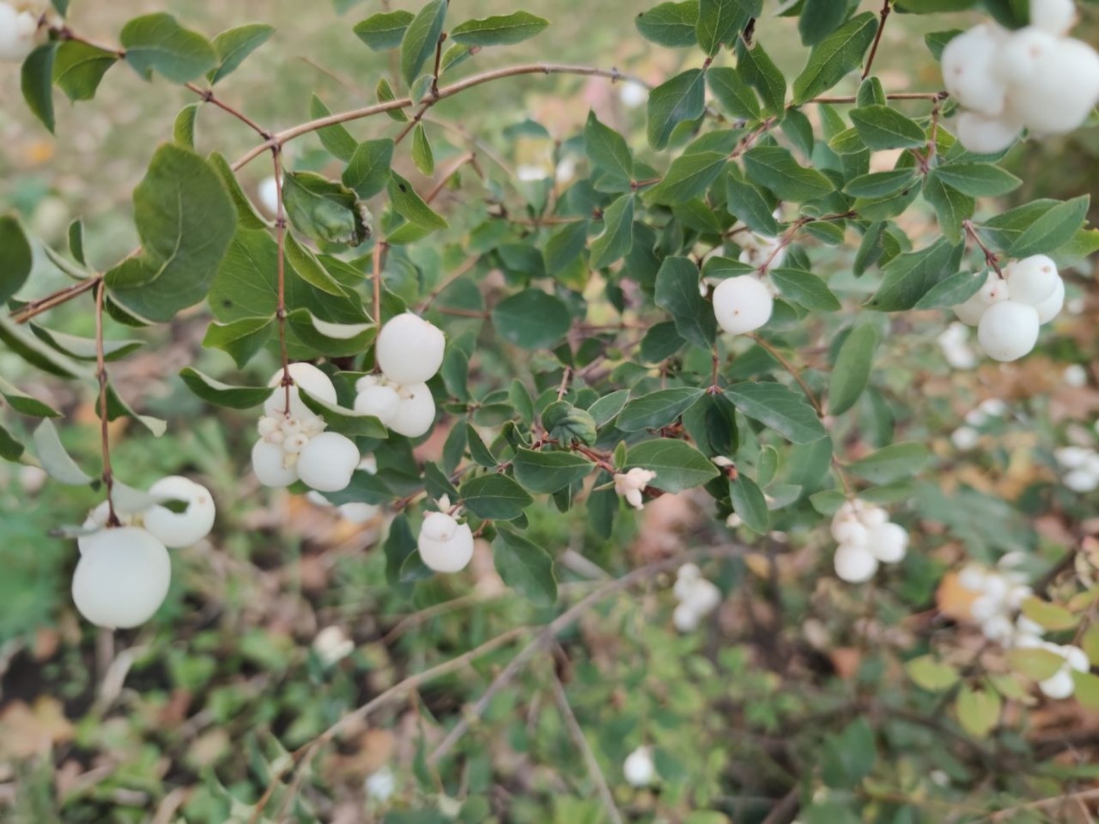 Дарьи Святохиной.