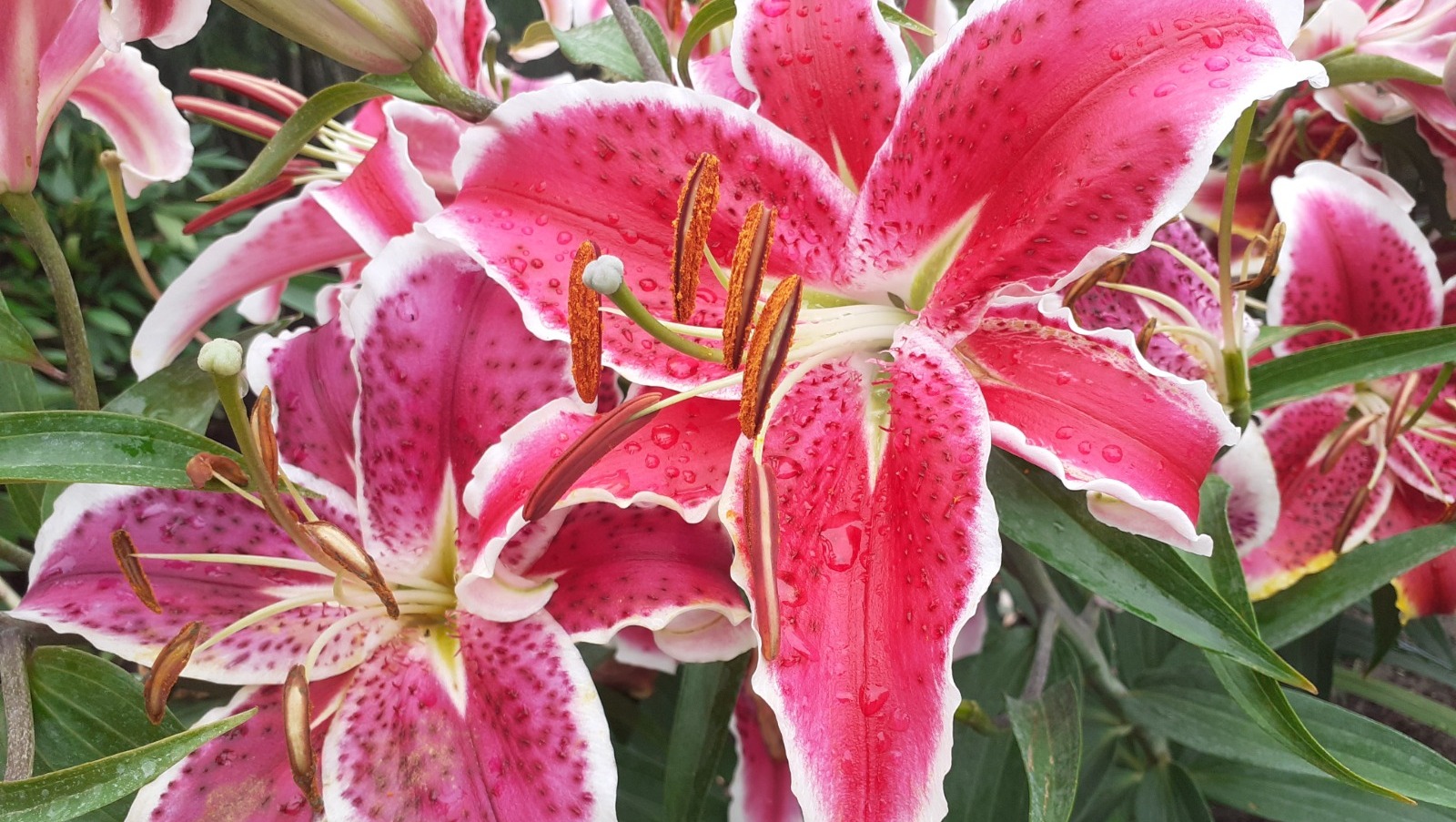 Владимира Шакиева.