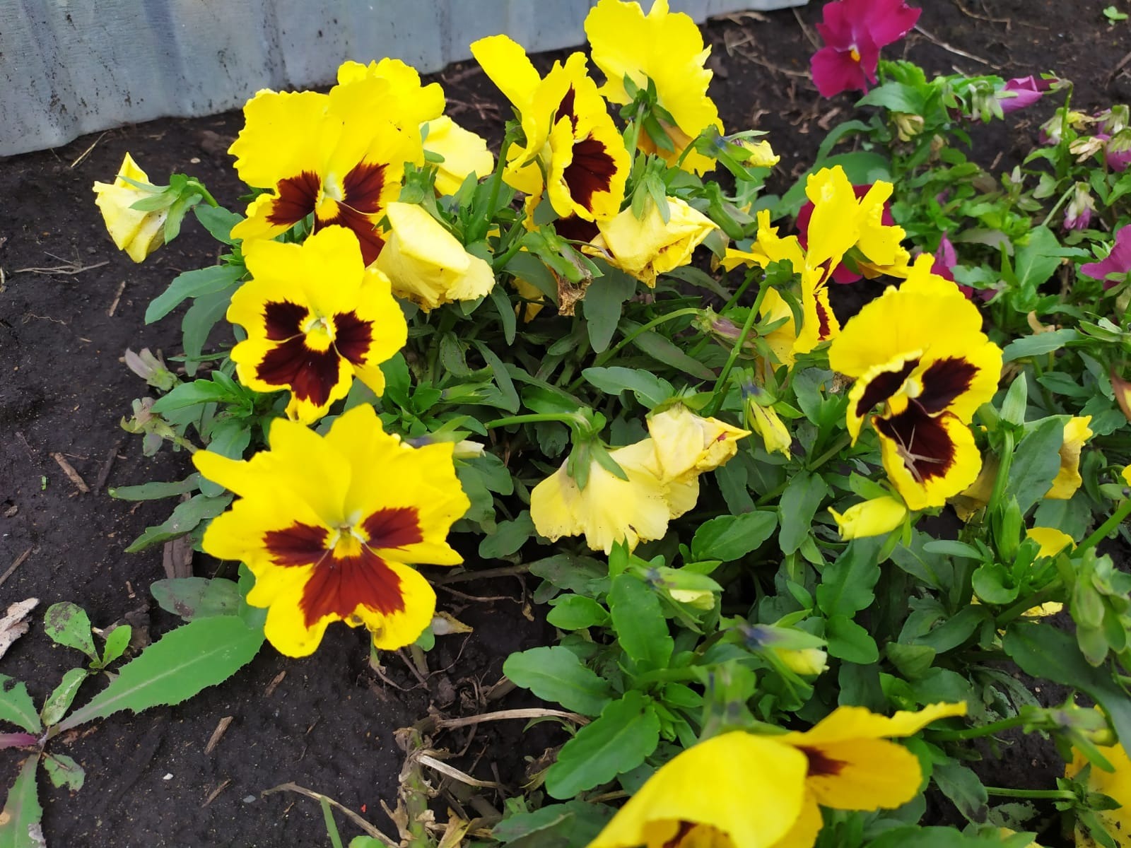 Васили Саитовой.