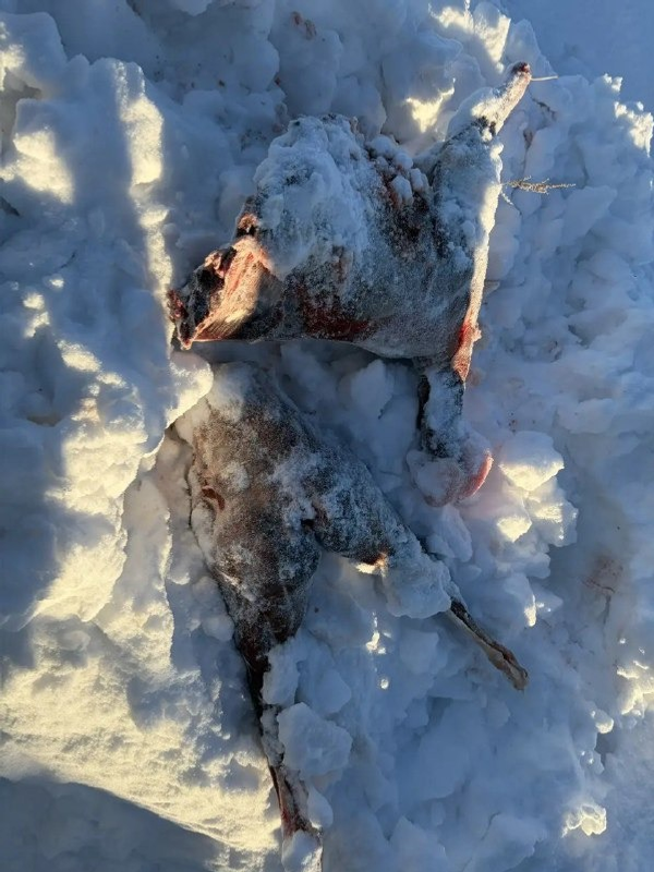 предоставлено пресс-службой МВД по РБ. предоставлено пресс-службой МВД по РБ.