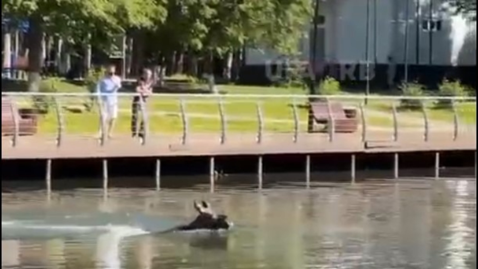 телеграм-канал «Честно говоря», скриншот видео.