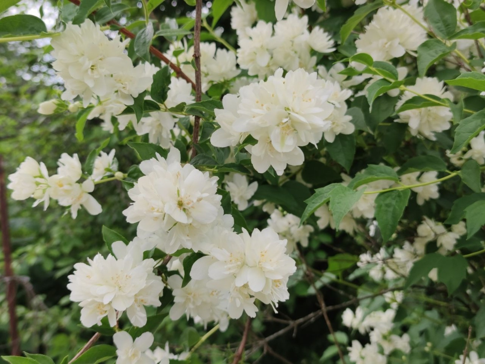 Дарьи Святохиной.