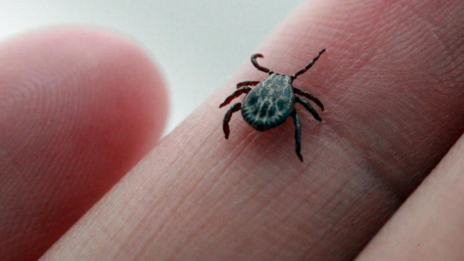 Фото Олега Яровикова.