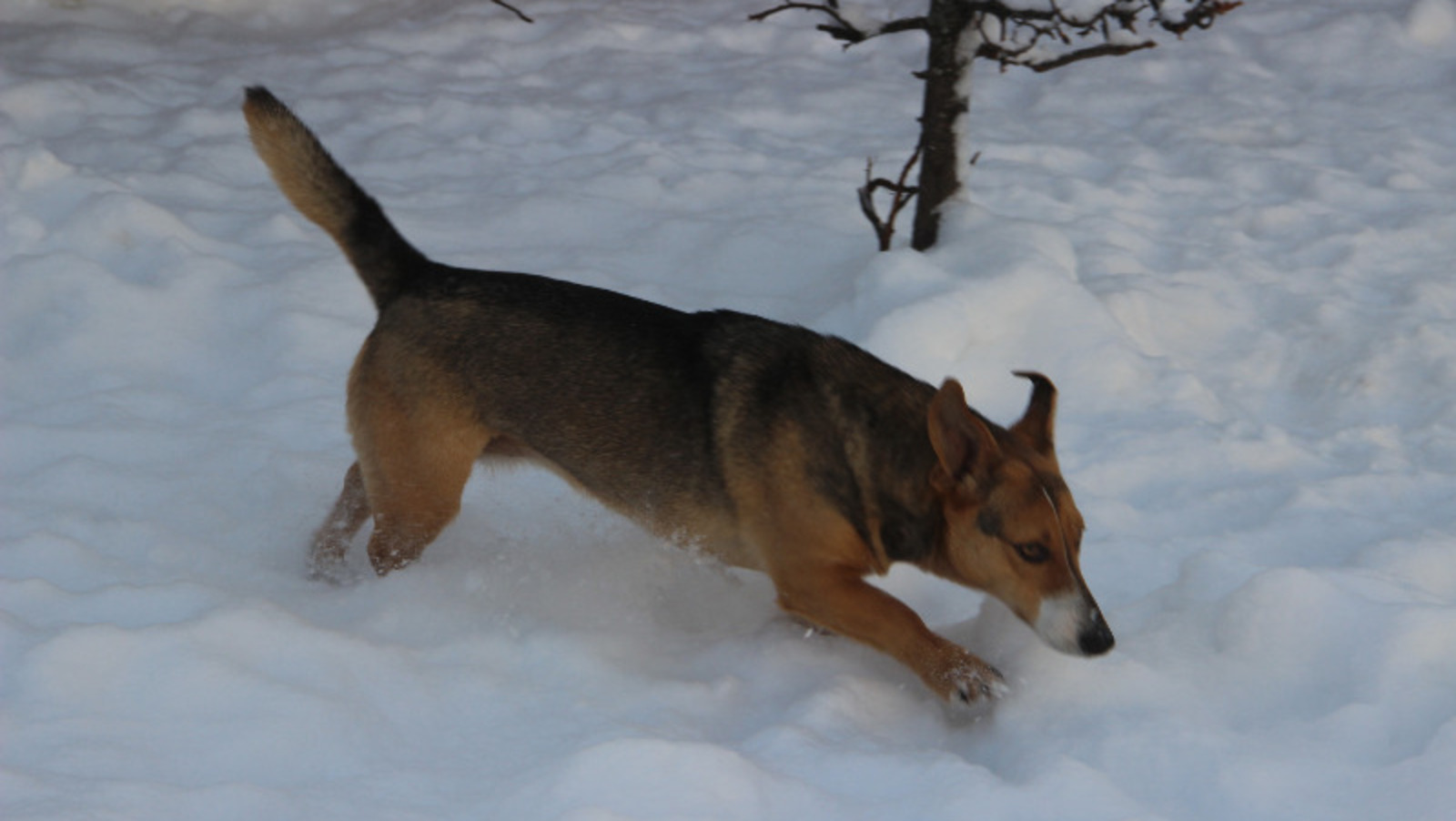 Елены Колоколовой.