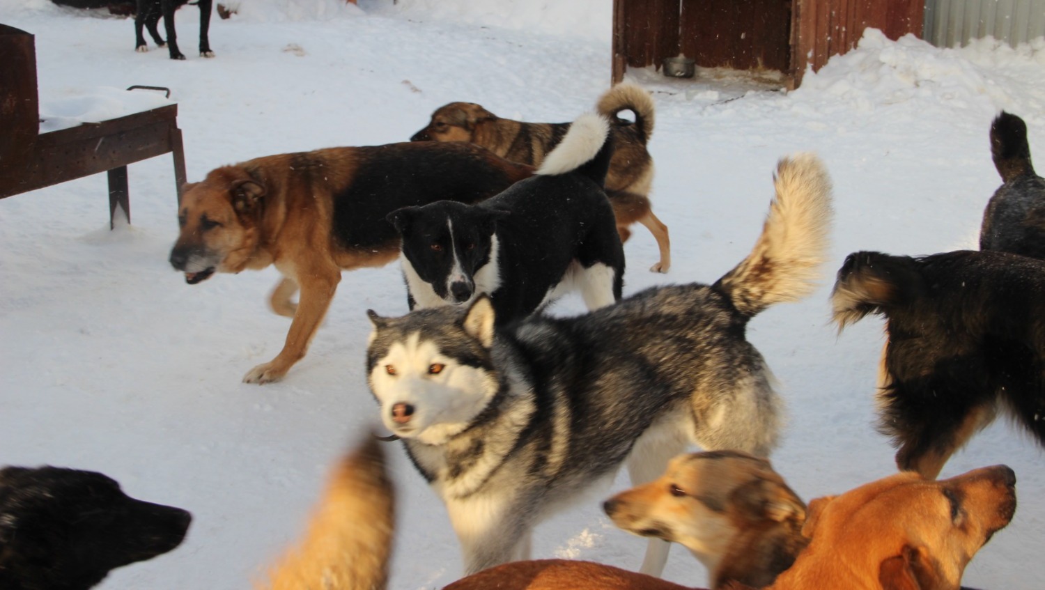 Елены Колоколовой.