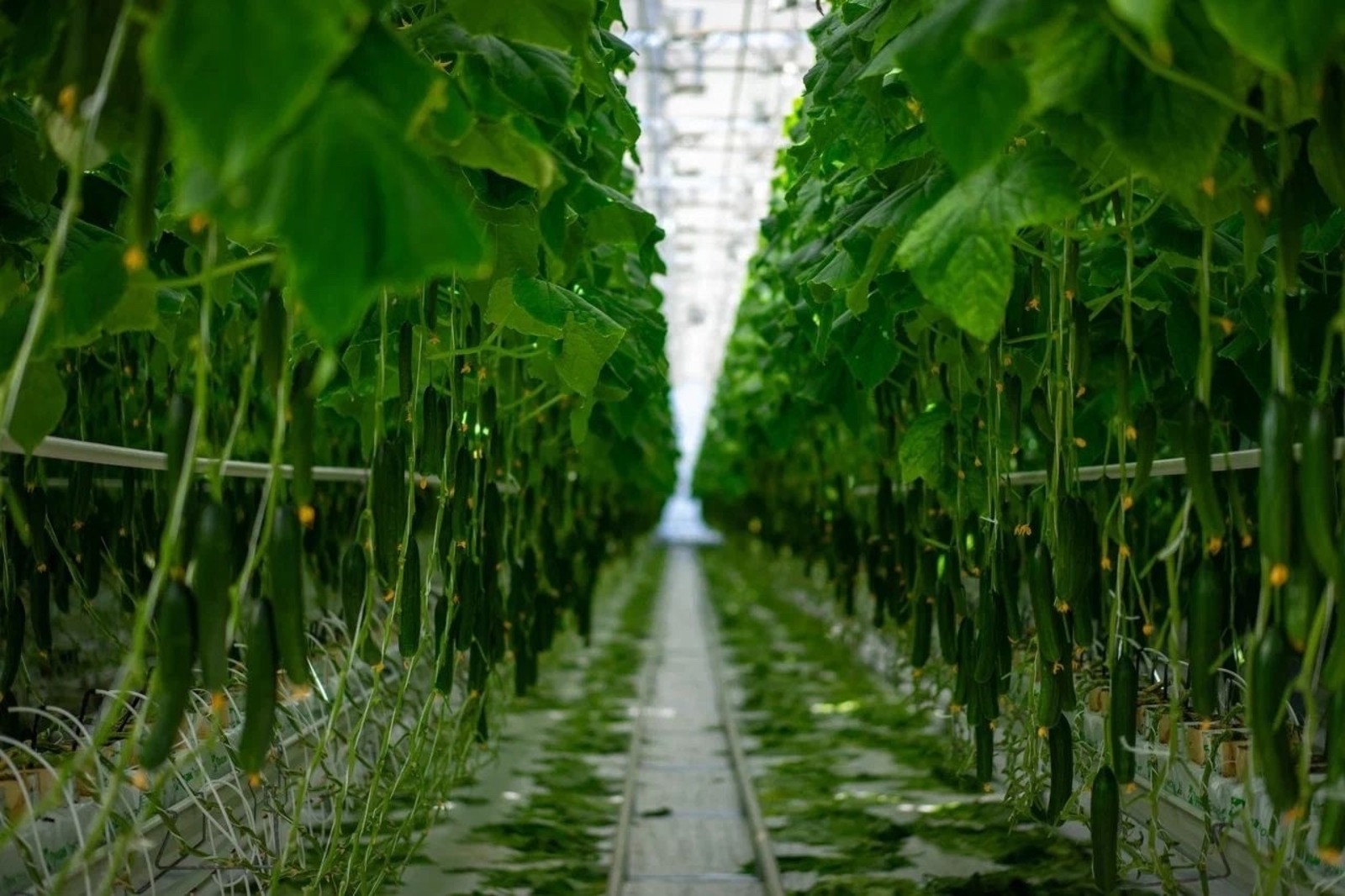 Vk, личная страница Радия Хабирова.