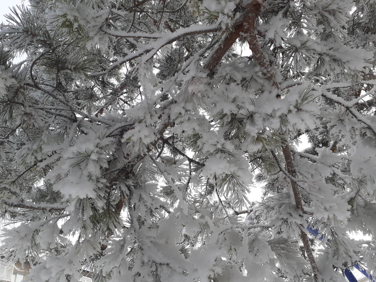 Владимира Шакиева.