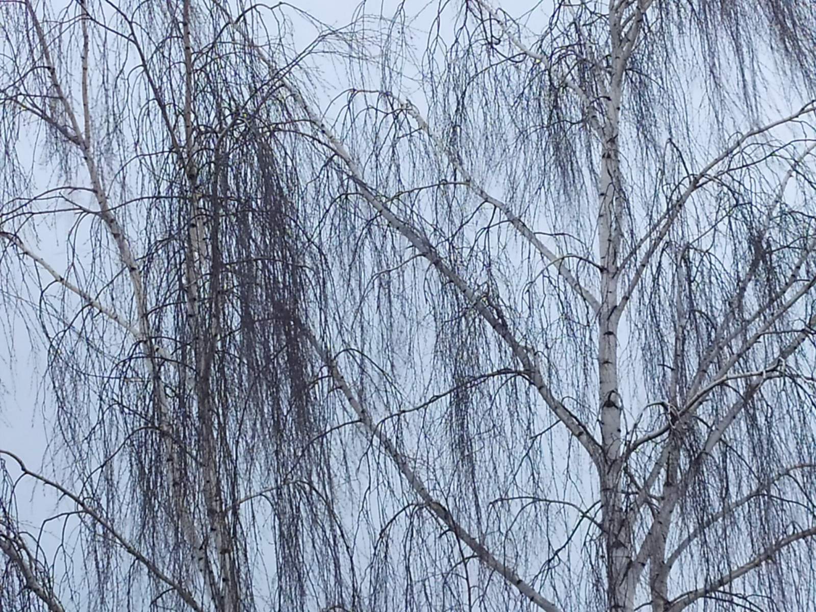 Васили Саитовой.