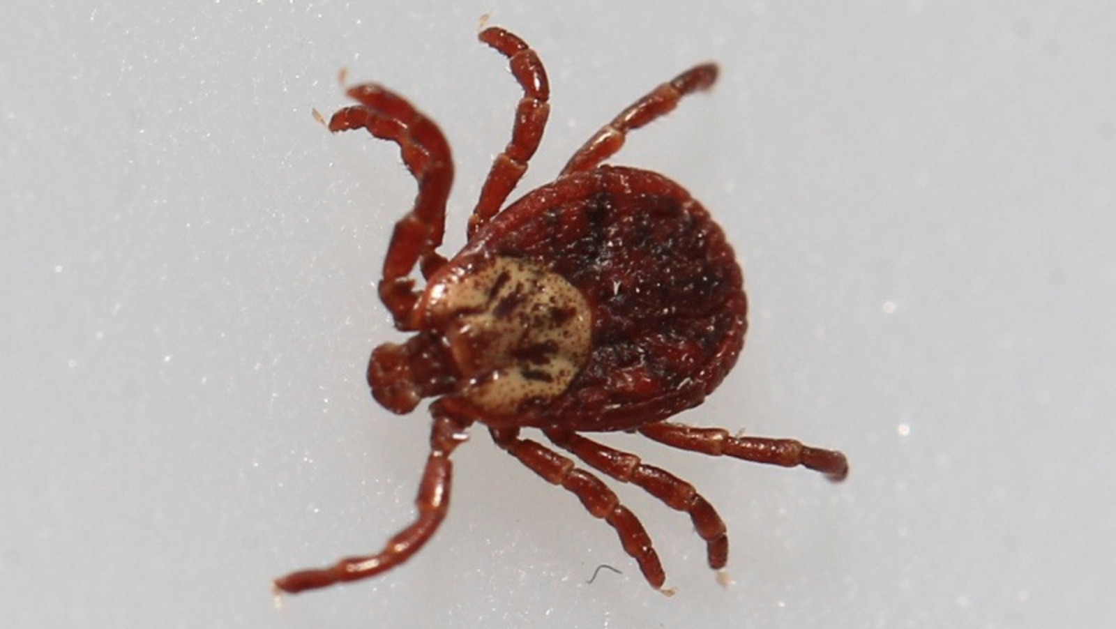 Олега Яровикова.  ИА «Башинформ».